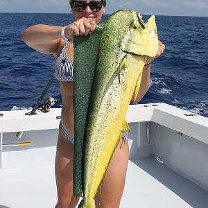 Florida Keys Fishing Dorado