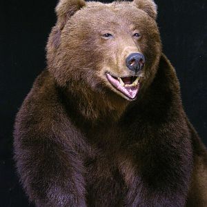 Russian Brown Bear Full Mount Taxidermy