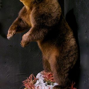 Russian Brown Bear Full Mount Taxidermy