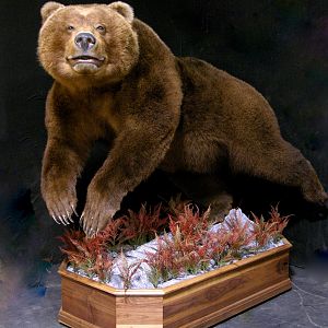 Russian Brown Bear Full Mount Taxidermy