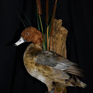 Redhead Duck Full Mount Taxidermy