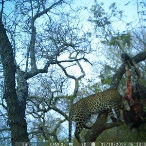 Trail Cam Pictures of Leopard in Zimbabwe