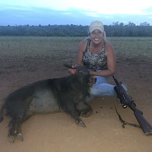 Hunt Hog in Texas USA