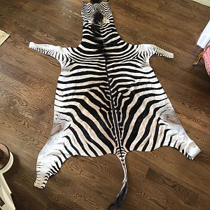 Burchell's Plain Zebra Flatskin Taxidermy