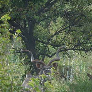 Kudu Bull in South Africa