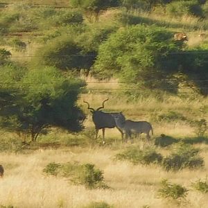 Kudu Bull & Female in South Africa