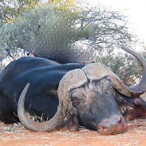 Hunt Cape Buffalo in South Africa