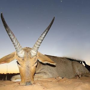 Reedbuck Hunting South Africa