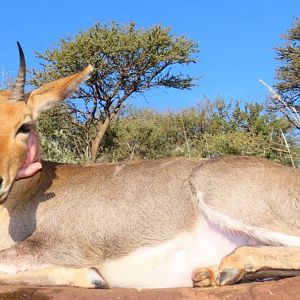 Hunt Mountain Reedbuck in South Africa