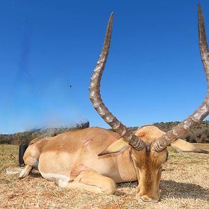 South Africa Hunt Impala