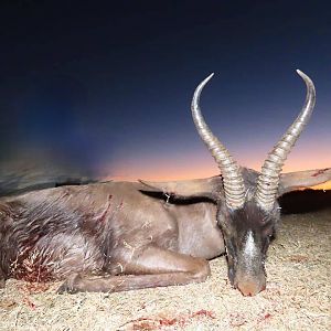Hunting Black Springbok in South Africa
