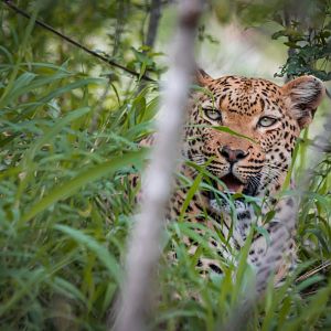 Leopard Female in the thickets