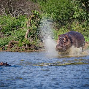 Hippo Bull Charging