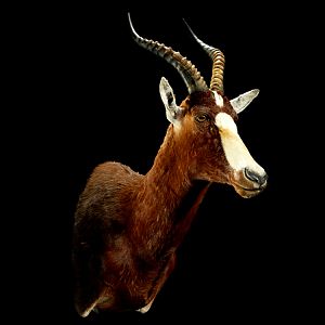 Blesbok Shoulder Mount Taxidermy