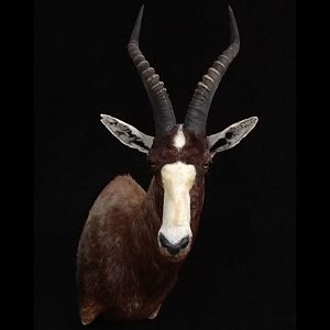 Blesbok Shoulder Mount Taxidermy