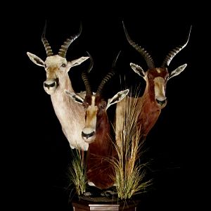 Blesbok Combo Pedestal Taxidermy