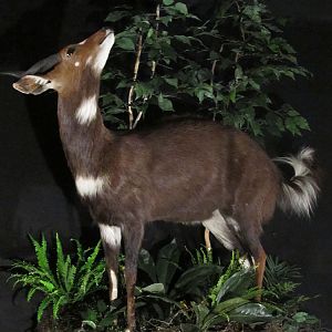 Bushbuck Full Mount Taxidermy