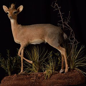 Damara Dik-dik Full Mount Taxidermy