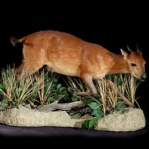 Red Duiker Full Mount Taxidermy
