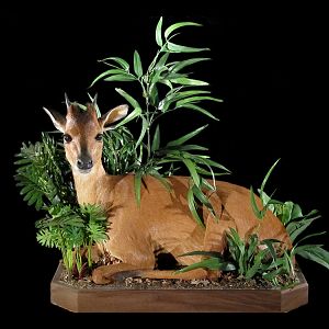 Red Duiker Full Mount Taxidermy