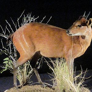 Red Duiker Full Mount Taxidermy