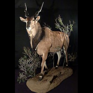 Lord Derby Eland Full Mount Taxidermy