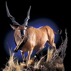 Lord Derby Eland Full Mount Taxidermy