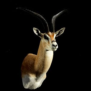 Gazelle Shoulder Mount Taxidermy