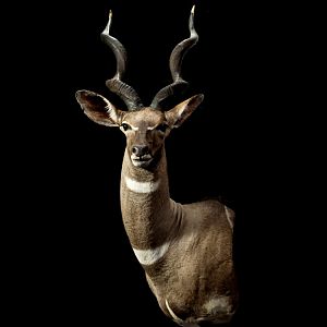 Lesser Kudu Shoulder Mount Taxidermy