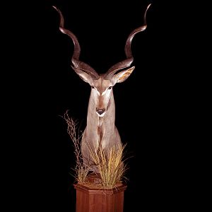 Greater Kudu Pedestal Mount Taxidermy