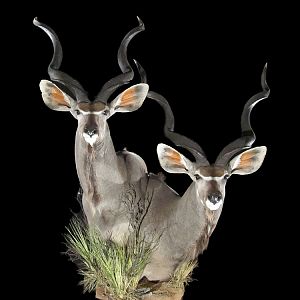 Greater Kudu Double Pedestal Mount Taxidermy