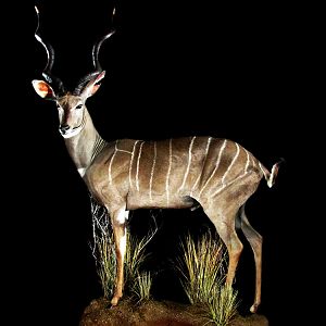 Lesser Kudu Full Mount Taxidermy