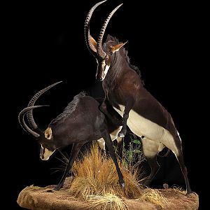 Sable Full Mount Taxidermy