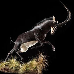 Sable Full Mount Taxidermy