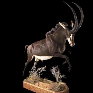 Sable Full Mount Taxidermy
