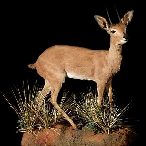 Steenbok Full Mount Taxidermy