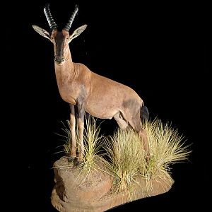 Topi Full Mount Taxidermy