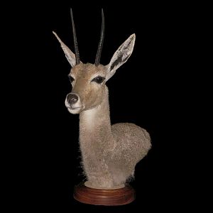 Vaal Rhebok Pedestal Mount Taxidermy