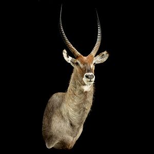 Waterbuck Shoulder Mount Taxidermy