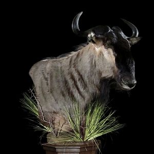 Blue Wildebeest Pedestal Mount Taxidermy