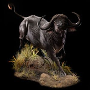 Cape Buffalo Full Mount Taxidermy