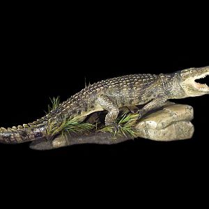 Crocodile Full Mount Taxidermy