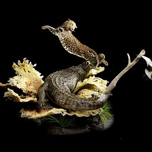 Crocodile & Leopard Full Mount Taxidermy