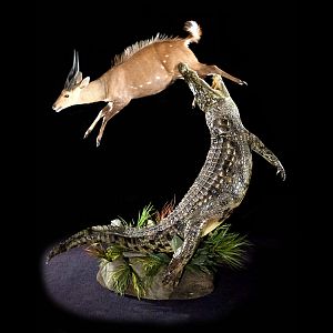 Crocodile & Bushbuck Full Mount Taxidermy