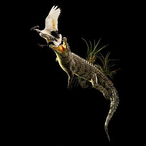 Crocodile & Bird  Full Mount Taxidermy