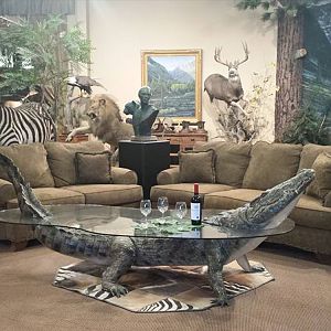 Crocodile Mount Table Taxidermy