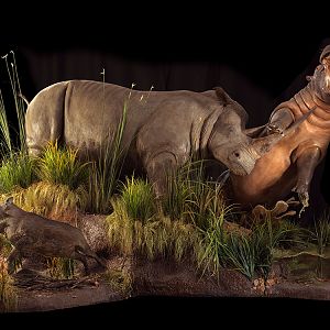 Black Rhino & Hippo Full Mount Taxidermy