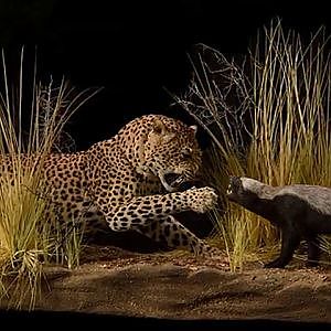 Leopard Taxidermy 2
