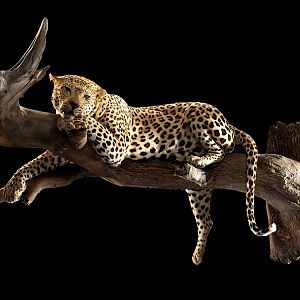 Leopard Full Mount Taxidermy