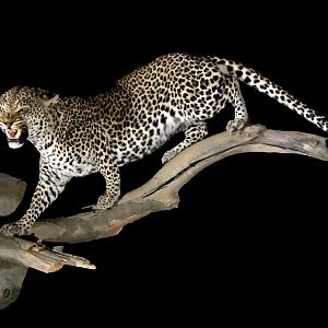 Leopard Full Mount Taxidermy